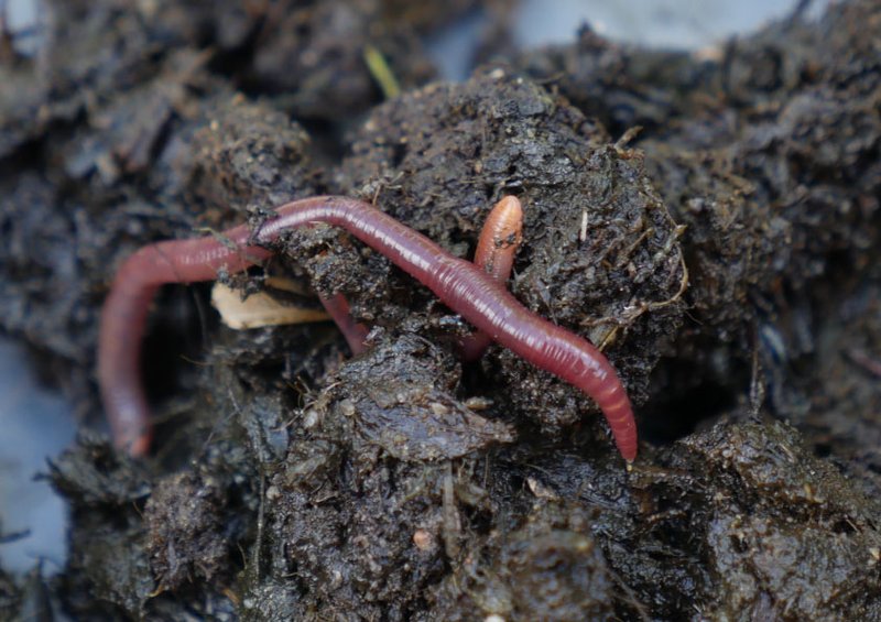 Do Earthworms Eat Dead Plant Roots?