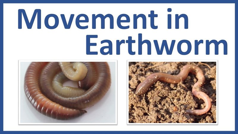 Do Earthworms Migrate Based On Weather?