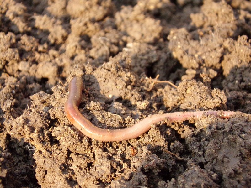 Do Earthworms Migrate Based On Weather?