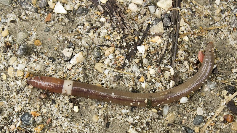 Do Earthworms Sleep Or Rest?