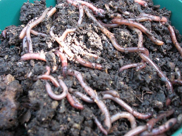 Do Earthworms Survive In Raised Garden Beds?
