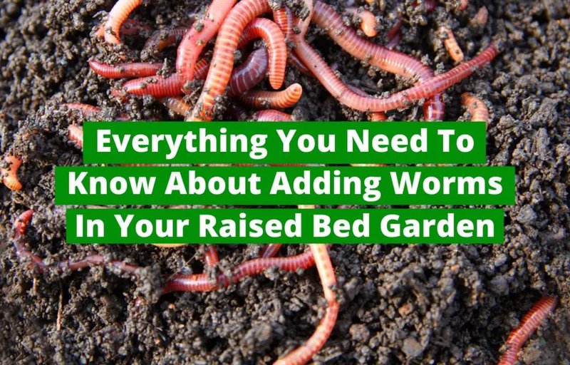 Do Earthworms Survive In Raised Garden Beds?