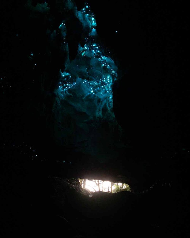 Do Glow Worms Communicate With Light Patterns?