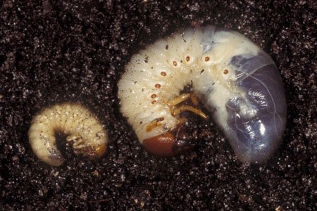Do Grub Worms Hibernate During Winter?