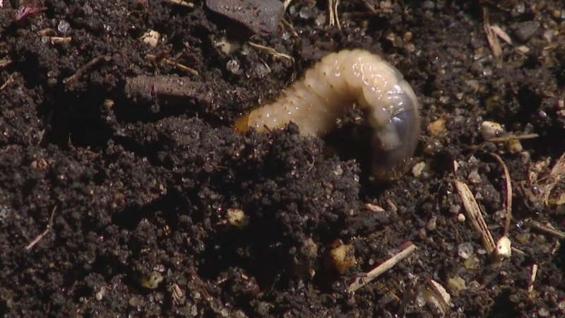 Do Grub Worms Hibernate During Winter?
