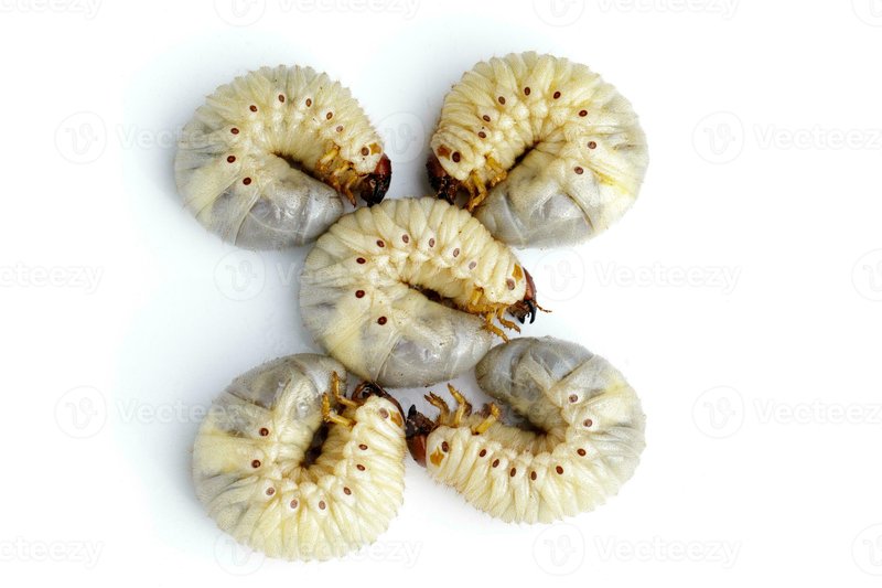 Do Grub Worms Hibernate During Winter?