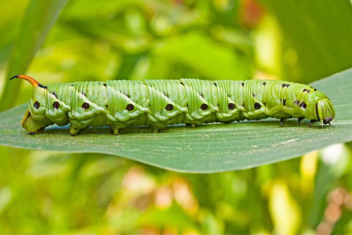 Do Hornworms Come Back Year After Year?