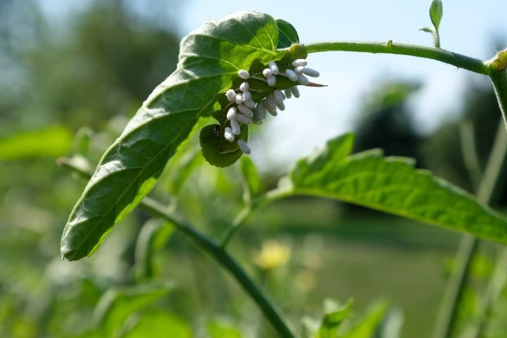 Do Hornworms Come Back Year After Year?