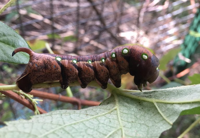 Do Hornworms Come Back Year After Year?