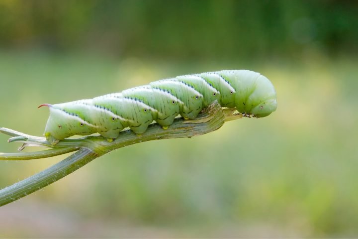 Do Hornworms Come Back Year After Year?