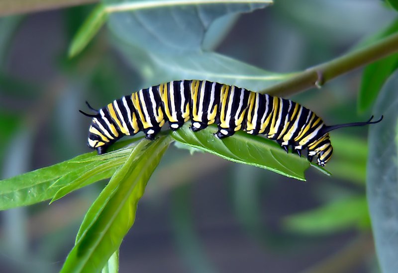 Do Inchworms Affect Ornamental Garden Plants?