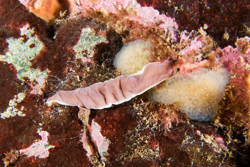 Do Ribbon Worms Have Eyes Or Sensory Organs?