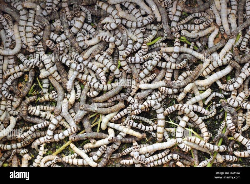 Do Silkworms Recognize Familiar Scents Or Textures?