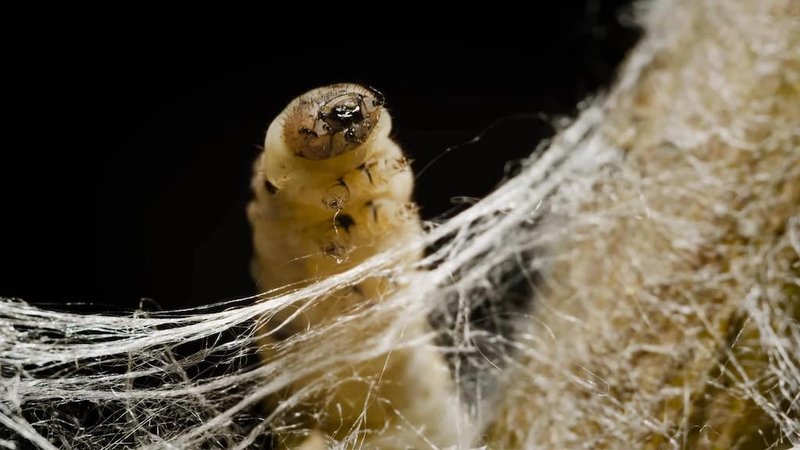 Do Silkworms Recognize Light And Movement?