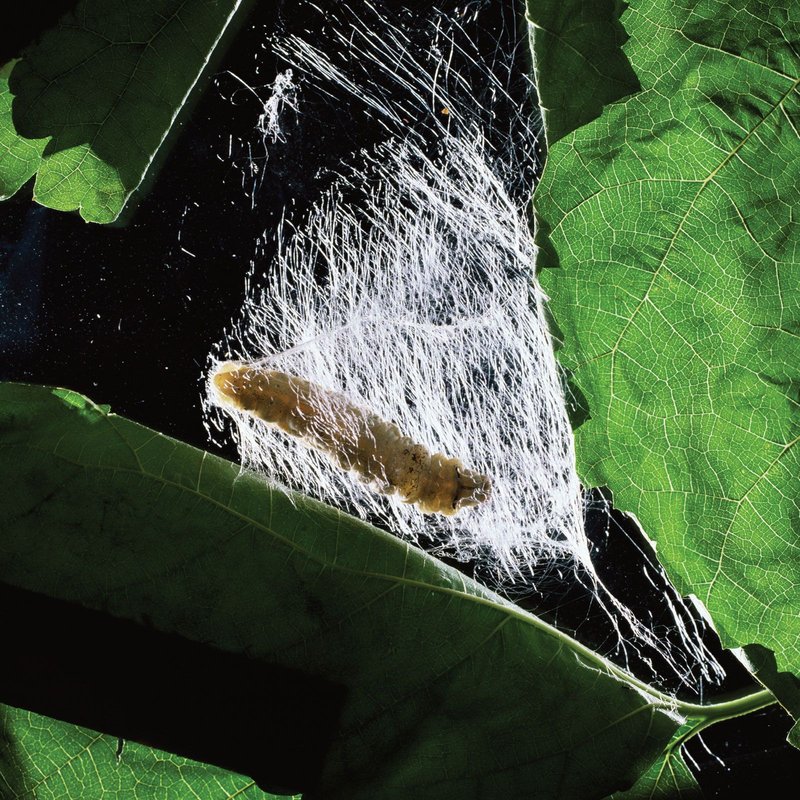 Do Silkworms Recognize Light And Movement?