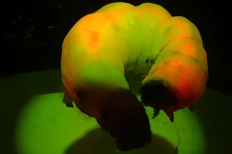 Do Silkworms Recognize Light And Movement?