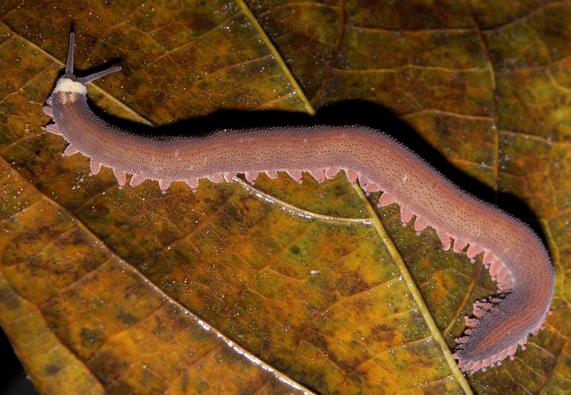Do Velvet Worms Compete With Other Invertebrates?