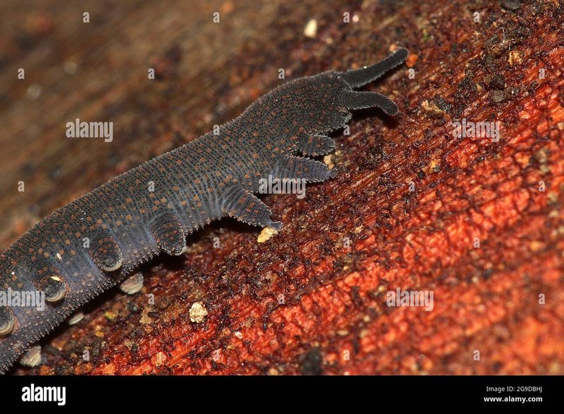 Do Velvet Worms Prefer Decaying Wood Or Fresh Leaf Litter?
