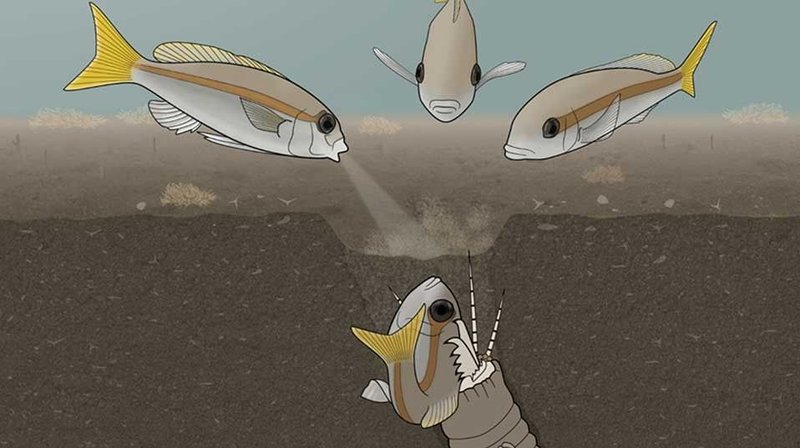 Documented Bobbit Worm Attacks On Large Fish