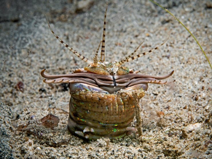 Documented Bobbit Worm Attacks On Large Fish