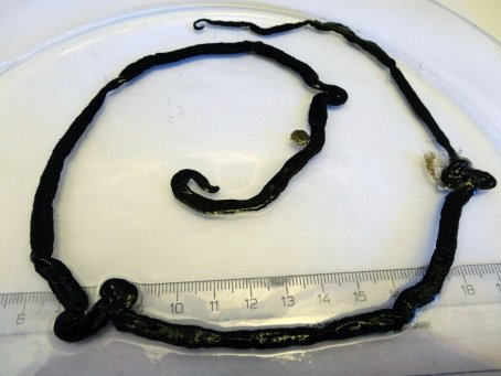Documented Encounters With Giant Bootlace Worms