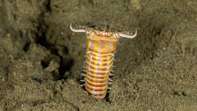 Documented Encounters With Giant Bootlace Worms