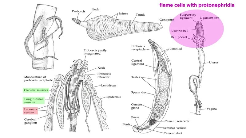 Documented Range And Distribution Of Acanthocephala Worldwide