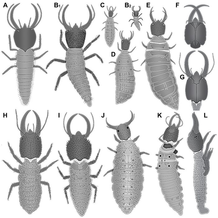 Documented Range And Distribution Of Ant Lion Larvae Worldwide
