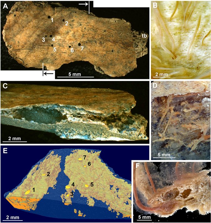 Documented Range And Distribution Of Bone-Eating Worm Worldwide
