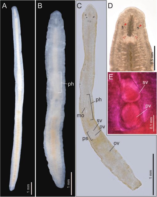 Documented Range And Distribution Of Flatworm Worldwide