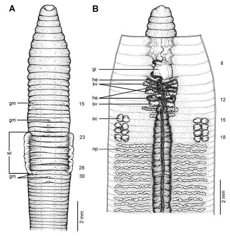 Documented Range And Distribution Of Freshwater Oligochaete Worldwide