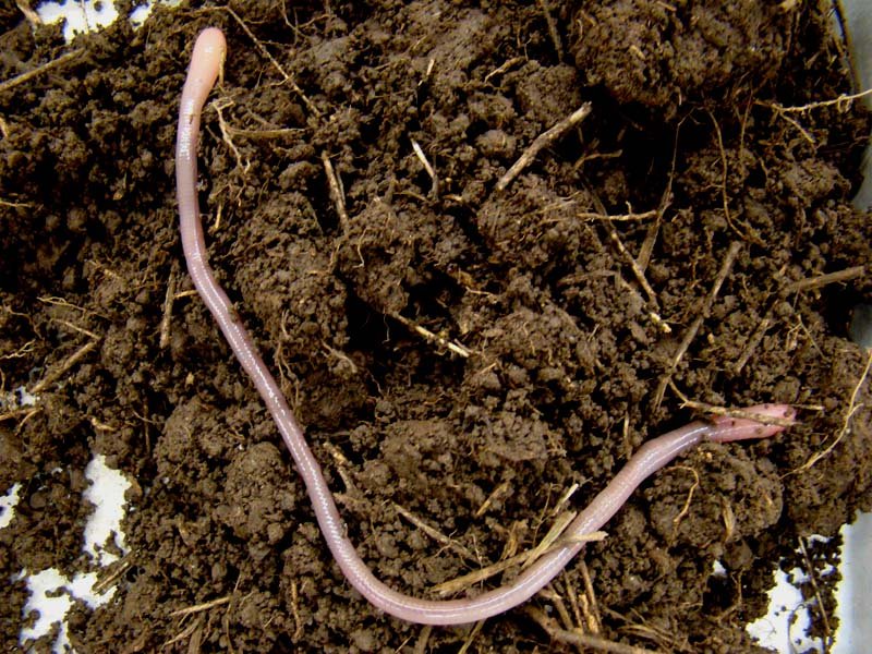 Documented Range And Distribution Of Giant Palouse Earthworm Worldwide