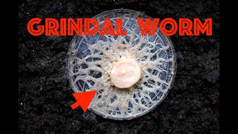 Documented Range And Distribution Of Grindal Worm Worldwide