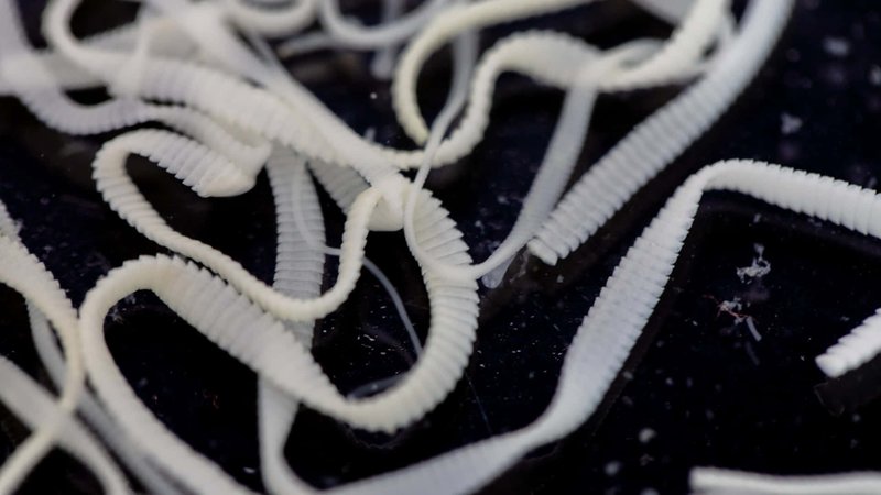 Documented Range And Distribution Of Guppy Tapeworm Worldwide