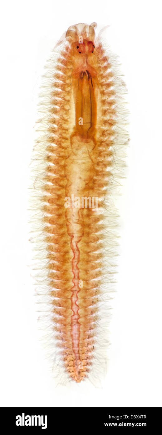 Documented Range And Distribution Of Marine Polychaete Worldwide
