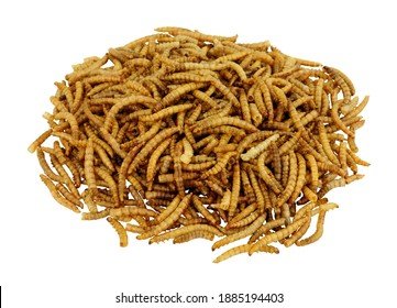 Documented Range And Distribution Of Mealworm Worldwide