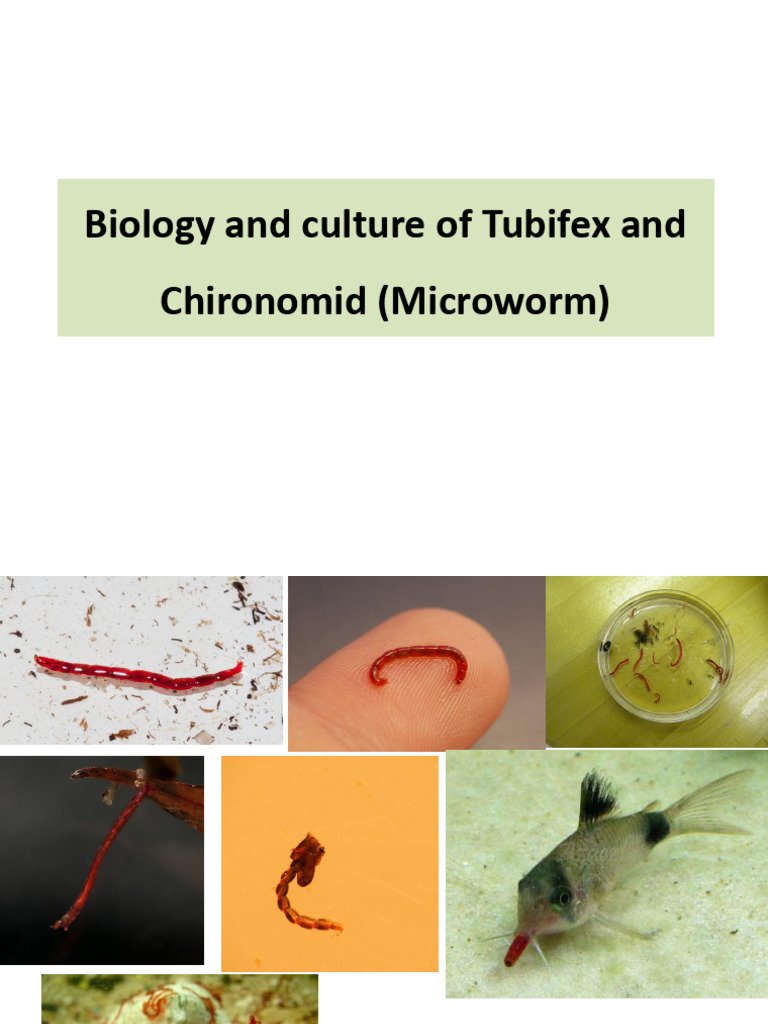 Documented Range And Distribution Of Microworm Worldwide