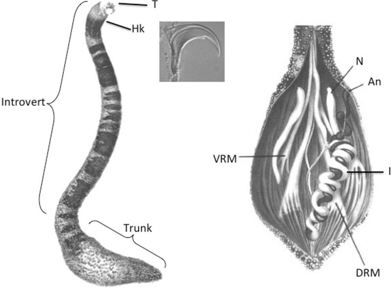 Documented Range And Distribution Of Peanut Worm Worldwide