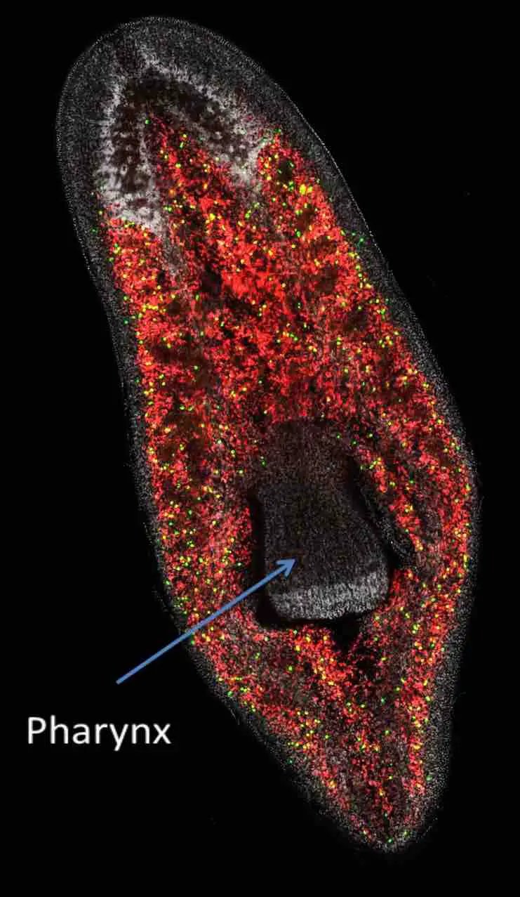 Documented Range And Distribution Of Planaria Worldwide
