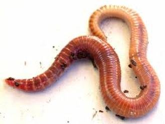 Documented Range And Distribution Of Red Wiggler Worldwide