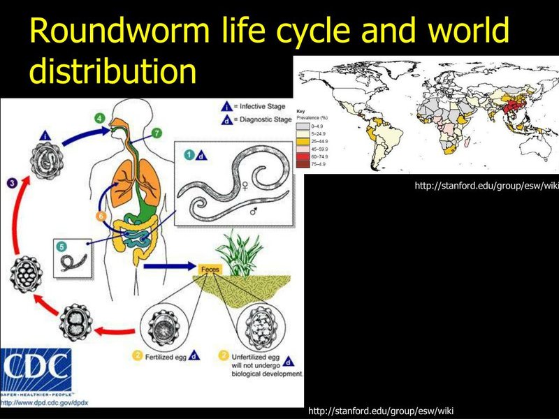 Documented Range And Distribution Of Roundworm Worldwide