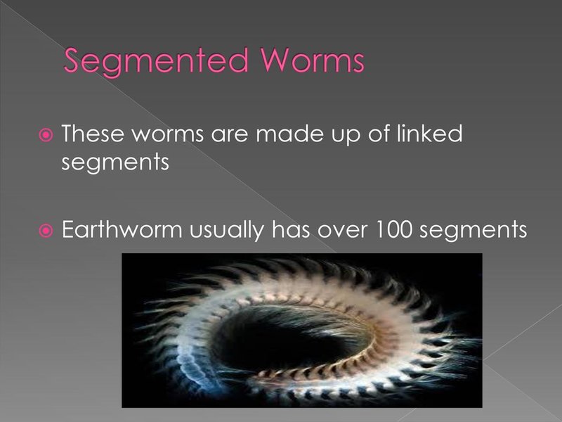 Documented Range And Distribution Of Segmented Worm Worldwide