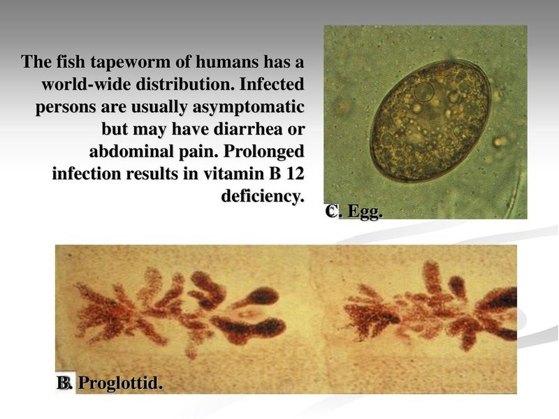 Documented Range And Distribution Of Tapeworm Worldwide