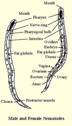 Documented Range And Distribution Of Vinegar Eel Worldwide