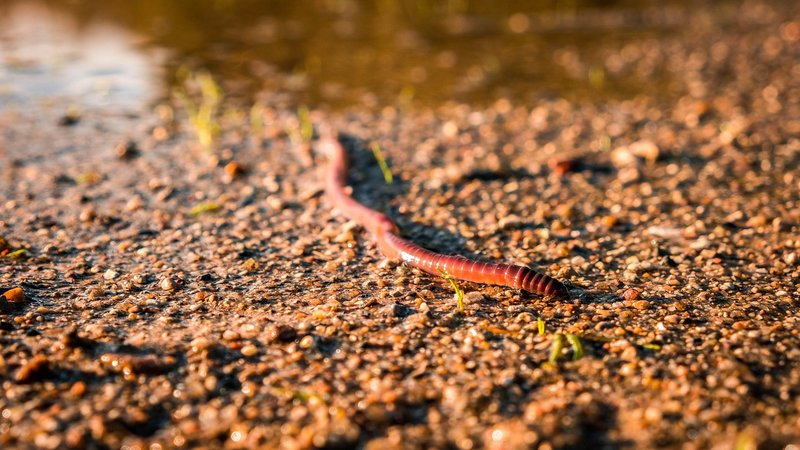 Documented Range And Distribution Of Worm Bin Worm Worldwide