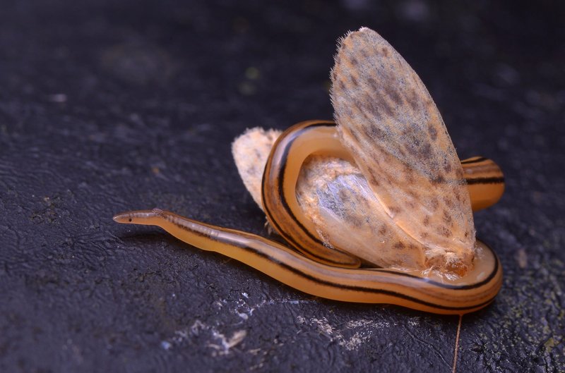 Documented Ribbon Worm Feeding Techniques