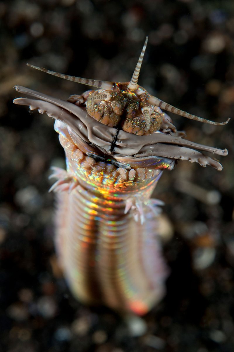 Documented Sizes Of Giant Bobbit Worms Found Worldwide