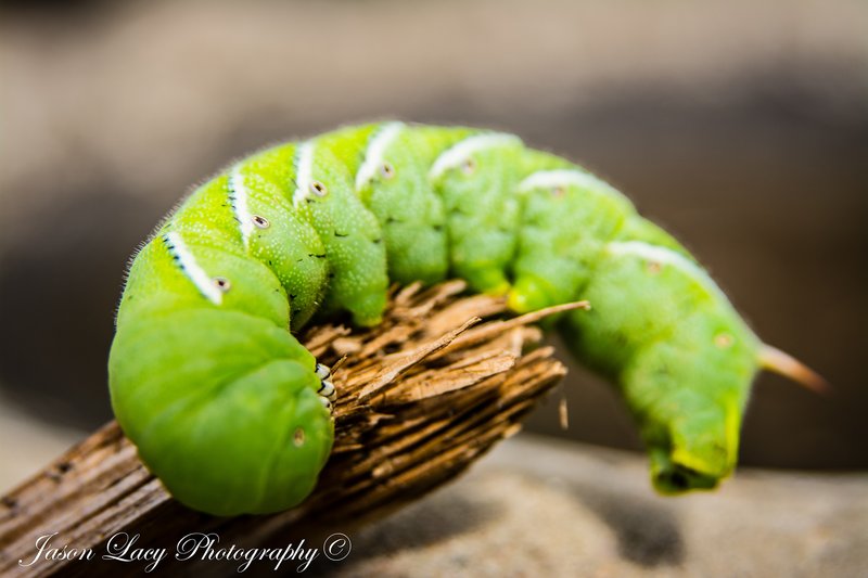 Documenting Hornworm Behavior For Education