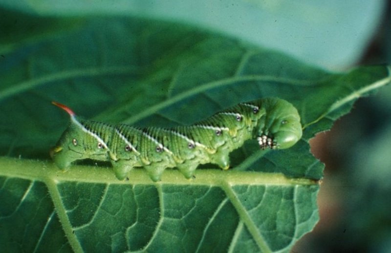 Documenting Hornworm Behavior For Education