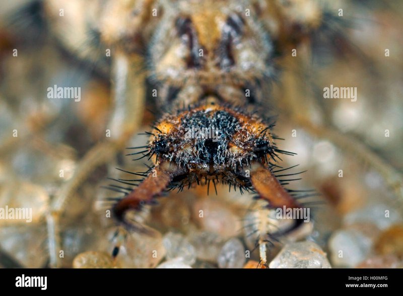 Documenting The Behavior Of Ant Lion Larvae With Field Cameras